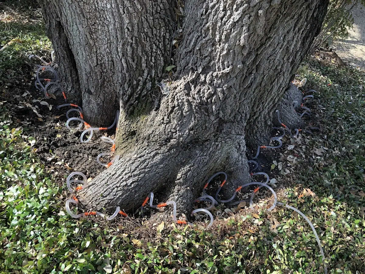 Detailed Tree Cabling and Bracing job site in Midwest