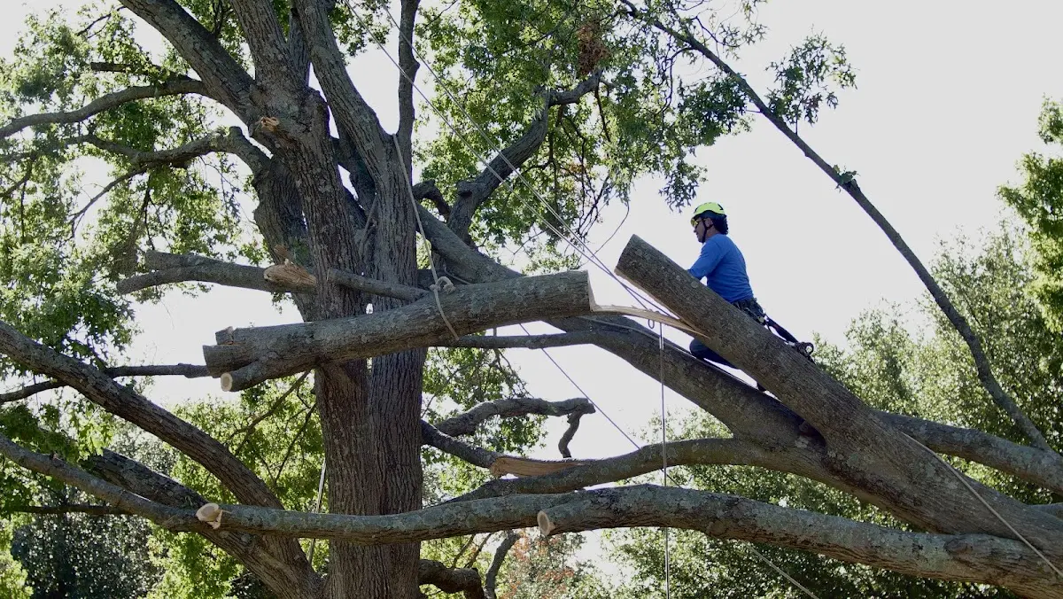 Professional Hazardous Tree Removal performed by certified arborists in Midwest