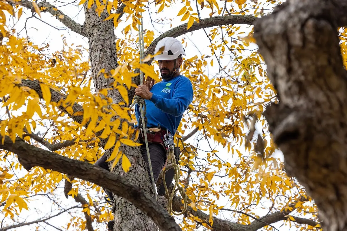 Skilled Tree Pruning crew working in Midwest